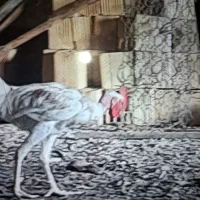 خروس|حیوانات مزرعه|زابل, |دیوار