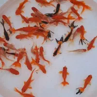 ماهی عروس|ماهی|شاهرود, |دیوار