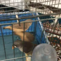 جوجه ۳ماهه فنچ کینگ|پرنده|پاکدشت, پاکدشت (مامازند)|دیوار