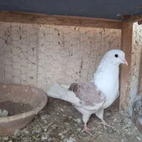 کبوتر یا کفتر دوکت