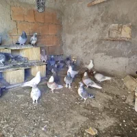 کفتر بگرد|پرنده|سامن, |دیوار