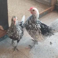 مرغ و خروس سبرایت