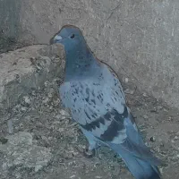 کبوتر فروشی