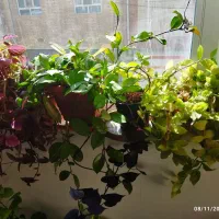 فروش گل های طبیعی|گل و گیاه طبیعی|شهرکرد, |دیوار