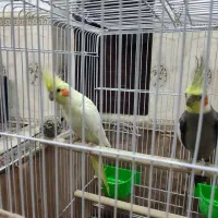 جفت عروس هلندی با۲تاجوجه