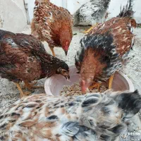 مرغ خانگی|حیوانات مزرعه|یزد, |دیوار