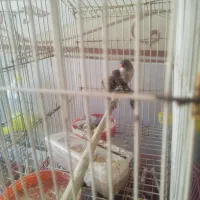 فروش چند پرنده توافقی عروس هلندی یه جفت مرغ عشق|پرنده|خبر, |دیوار