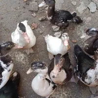 اسرائیلی درجه یک|حیوانات مزرعه|گمیشان, |دیوار