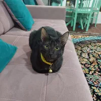 گربه ی ماده باهوش و ملوس