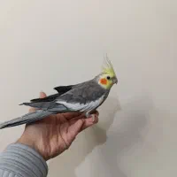 عروس هلندی نر بالغ