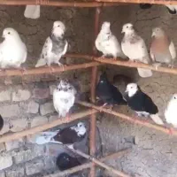کبوتر