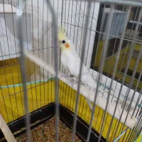 عروس هلندی دون خور|پرنده|آفتاب, |دیوار