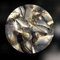 بچه ماهی گرمابی