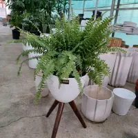 گلخانه بهشت جاده ب توحید روبروی استخر انتظام|گل و گیاه طبیعی|سنندج, |دیوار