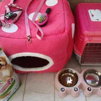 سگ شیتزو و پیکینیز