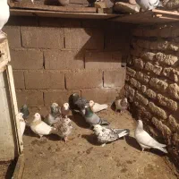 10عد کفتر برا فروش گذاشتم سالمه