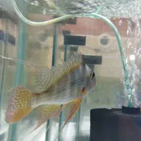 پروکسیموس ردهد تاپاژوس ماهی مولد