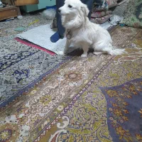 سگ پا کوتاه