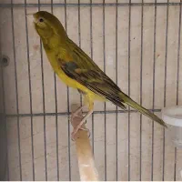 قناری سرخ دیونه