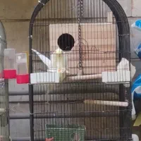 عروس هلندی جفت مولد|پرنده|تهران, اسکندری|دیوار