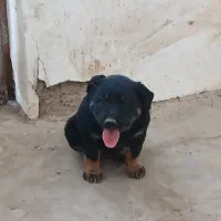 روتوایلر|سگ|قم, شهر قائم|دیوار