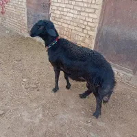 بره قوچ آنتیک یک یک|حیوانات مزرعه|کمیجان, |دیوار