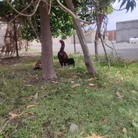 مرغ خروس بوقلمون