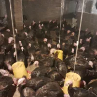 فروش  ۱۵۰ بوقلمون نر ۵ ماهه برنز