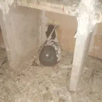 جفت قره کوینح ساری باش