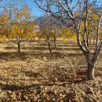 فروش باغ درخت گردو