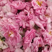 گل محمدی