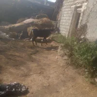 گاوگوساله ماده دامازدق|حیوانات مزرعه|اردبیل, |دیوار