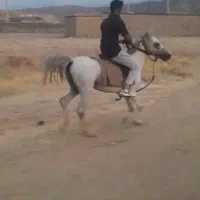 نریان|اسب و تجهیزات اسبسواری|لردگان, |دیوار