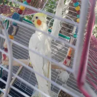 عروس هلندی نر