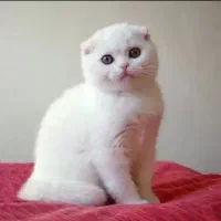 اسکاتیش فولد سفید