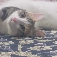 واگذاری گربه