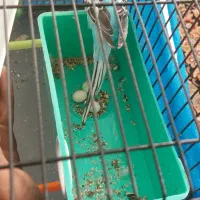 مرغ عشق|پرنده|بروجن, |دیوار