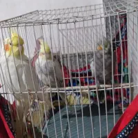 فروش  عروس هلندی|پرنده|مشهد, شهید احمدی روشن|دیوار