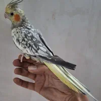 عروس دستی
