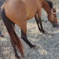 اسب 2سال نر