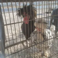 مرغ خروس تزئینی فروش یا معاوضه|پرنده|هشتگرد, هشتگرد قدیم|دیوار