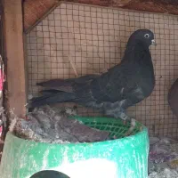 کفترماده مایه کفتر گنجه ای|پرنده|فولادشهر, A4|دیوار