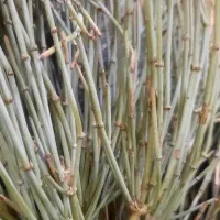 افدرا ریش بز