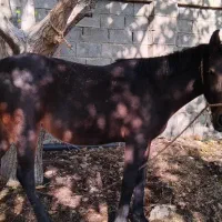 اسب ۳۵۰۰۰۰۰۰تومان دشت ارژن