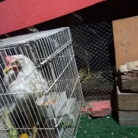 خروس قربانی|حیوانات مزرعه|مشهد, سجادیه|دیوار