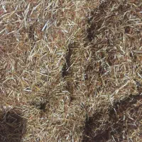 ریشه پاک شده زعفران پارسالی