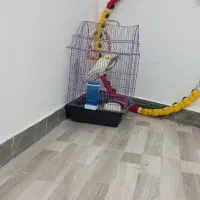 یک جفت عروس