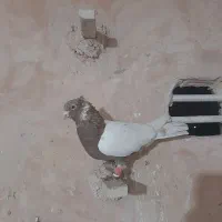 ۷ عددکبوتر|پرنده|اسفراین, |دیوار