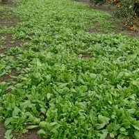 سبزیجات محلی تازه