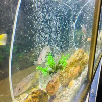 اکواریوم بزرگ|ماهی|سراوان, |دیوار